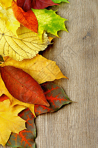 秋叶背景秋叶框架沙色橙子叶子纹理感恩桦木植物图案花卉枫叶背景