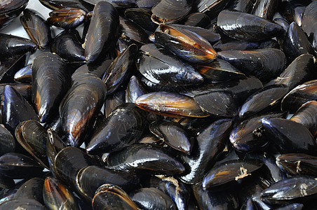 贝壳海鲜黑色海洋贝类背景图片