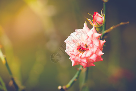 花园里的玫瑰被过滤日光树叶花瓣粉色绿色植物群图片