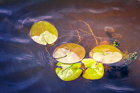 河里水面的百合叶叶子植物百合圆形绿色树叶漂浮床单池塘花瓣波浪图片