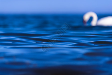 浮在水面的天鹅图片