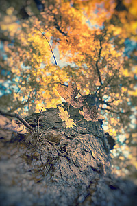 秋色的青树图片