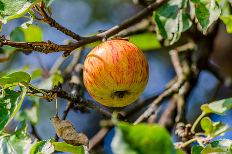Idarded 苹果红色乡村水果食物绿色图片