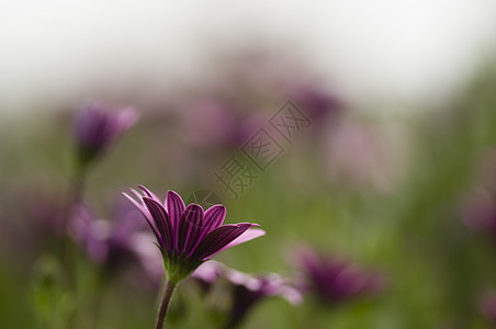 花园骨质子花瓣雏菊绿色紫色粉色植物形体图片