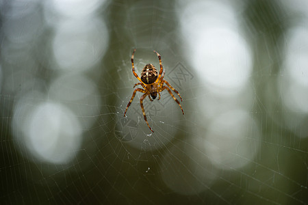 森林中共同的森林蜘蛛螺旋网图片