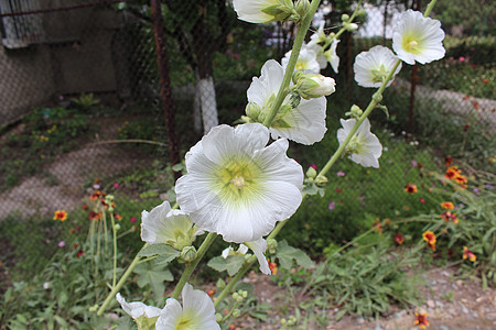 鲜花花花园叶子荒野雌蕊植物群植物木槿植物学花瓣季节图片