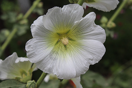 鲜花花紫色草本植物花粉植物学荒野花朵雌蕊花园花瓣季节图片