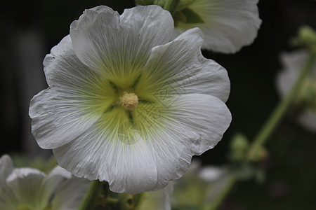 鲜花花木槿植物群花园宏观荒野植物叶子季节紫色树叶图片