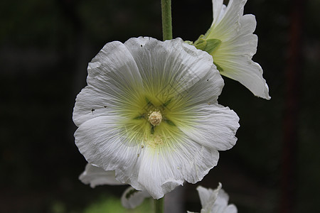 鲜花花草本植物植物叶子花粉木槿树叶宏观紫色季节植物学图片