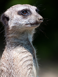 Suricate 肖像画图片