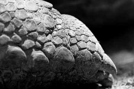 海龟腿动物皮肤荒野甲壳情调乌龟爬虫森林野生动物热带图片