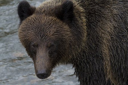 不列颠哥伦比亚的棕灰熊背景图片