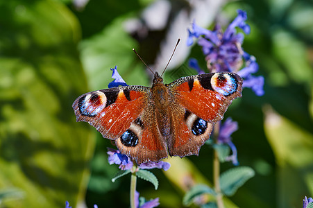 坐在一朵花上的蝴蝶背景图片