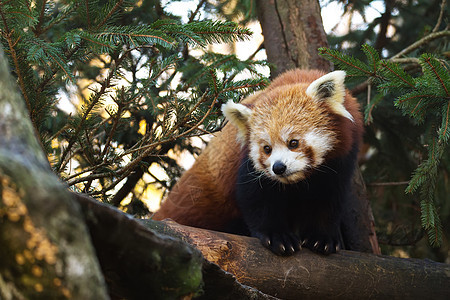 红熊猫竹子栖息地森林宠物野生动物毛皮富根动物公园叶子图片