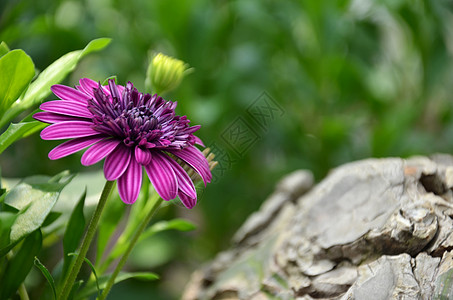 花园里的紫花雏菊卡片菊花公园宏观场地花瓣紫色花束草地图片