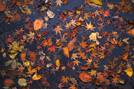 深水表面的秋叶图片