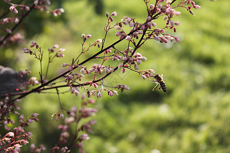 工作蜜蜂花粉花蜜蜂蜜天堂花园成效植物麻疹植物群野生动物图片