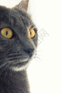 黄色眼睛的灰猫猫科动物宠物猫咪动物小猫黄眼睛图片