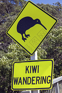 Kiwi 流浪标志旅行野生动物天空动物蓝色荒野奇异果图片