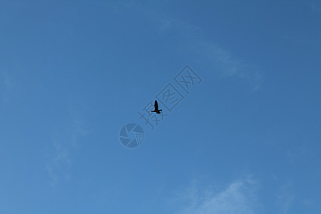鸟在天空中中心大鸟蓝色黑鸟蓝天图片