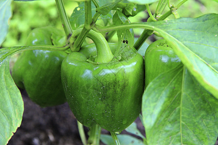 绿甜辣椒在床上生长收成绿色农业植物胡椒食物季节树叶农场植被图片