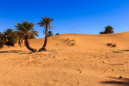 在沙漠中的椰枣树天堂岩石木头旅游环境旅行旱谷干旱植物热带图片