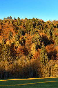 日落的秋天森林     意大利特伦蒂诺荒野树木草地公园山毛榉植物松树木头生态环境图片