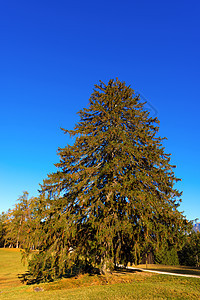 秋季大松树公园季节林地木材蓝色天空植物学植物群草地生态图片