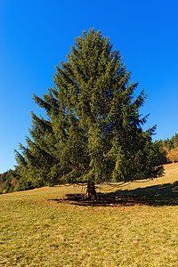 秋季大松树木材蓝色森林草地松针环境树木生态季节林地背景图片