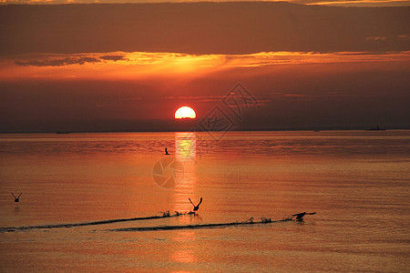 在芬兰湾的日出地区家禽海鸥橙子翅膀海洋日落海湾太阳反射图片