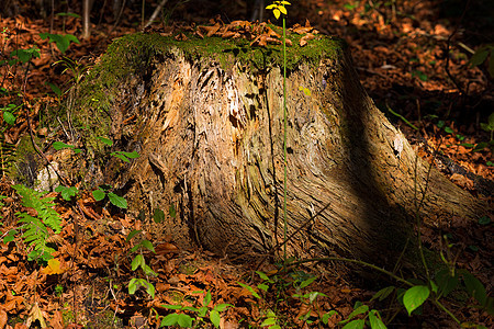 旧树在下增长中灌木生态林地苔藓地面树木资源树桩灌木丛公园砍伐图片