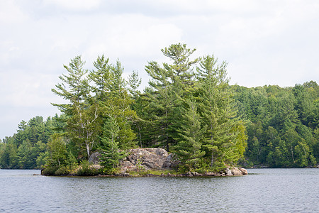 湖中岛屿钓鱼松树寂寞野生动物树木图片