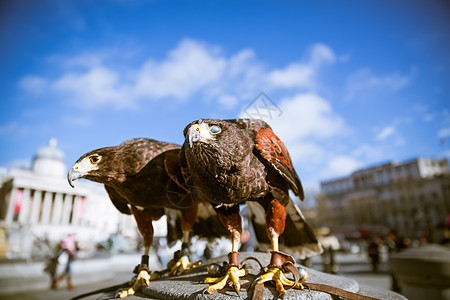 伦敦的雄鹰野生动物飞行城市蓝色建筑学广场猎物天空高清图片