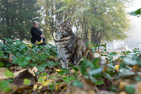 在城市公园打猫图片