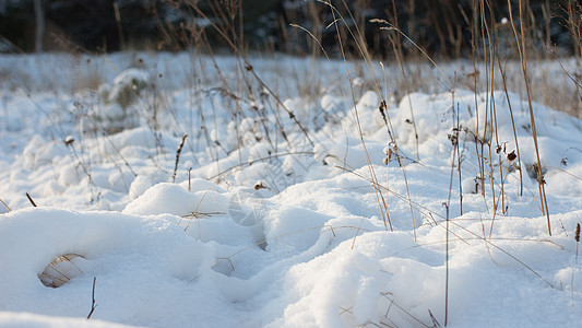 冬季现场太阳时间下雪晨光降雪雪花喇叭花霜草背景场景背景图片