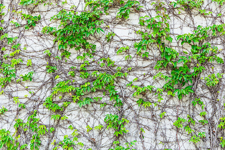 水泥墙上的绿色爬行物植物藤蔓植物学植被叶子绿色植物生长白色植物群房子图片