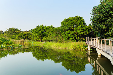 自然景观森林小路丛林国家天桥天气植物天空野生动物池塘图片