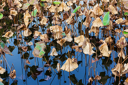 秋天的死莲植物反射换季动物群摘要季节生命周期背景图片