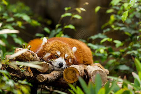 红熊猫睡在树上生物狐狸哺乳动物濒危生活公园热带树干野生动物环境图片
