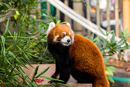 红熊猫小熊猫哺乳动物动物动物园好奇心植物绿色图片