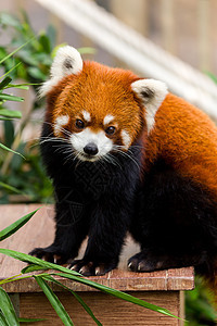 可爱的红熊猫公园哺乳动物野生动物动物野生公园食肉树叶绿色荒野动物学图片