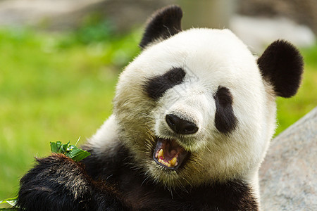 熊熊熊吃竹子危害素食主义者荒野幼兽动物栖息地食物食草野生动物森林图片