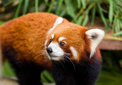 好奇的红熊猫野生动物食肉动物学动物园荒野竹子野生公园公园红色栖息地图片