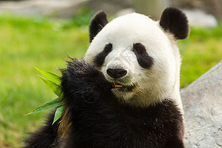 熊熊熊吃竹子树木毛皮栖息地动物濒危森林荒野游客旅行公园图片
