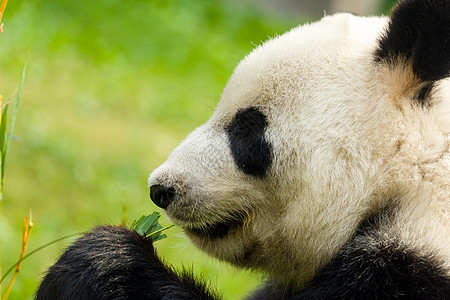 吃竹子的熊猫 关门了图片