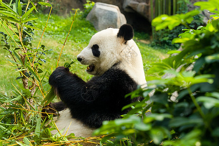 熊猫吃竹子旅游哺乳动物野生动物公园旅行危害栖息地热带动物学濒危图片