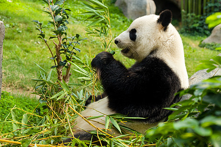 巨人熊猫吃竹子动物濒危旅行森林热带危害动物园旅游毛皮动物学图片