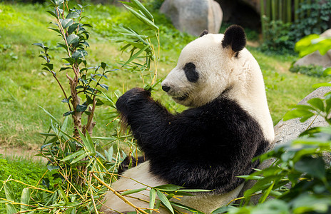 饥饿的大熊熊熊熊吃竹子森林公园丛林哺乳动物荒野毛皮濒危危害野生动物动物园图片