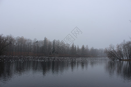 加特契纳公园的白湖和烤鸡风景笨人潜水市场羽毛鸭子海鸥检查公园小岛图片