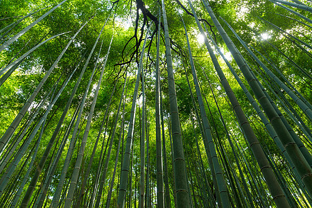 日本京都亚林山的竹林竹木叶子植物花园森林绿色树林图片